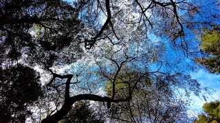10 Minutes Relax - Treetops backlit in the forest breeze 🌲✨