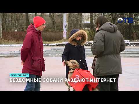 В столице Урала бездомные собаки раздают интернет