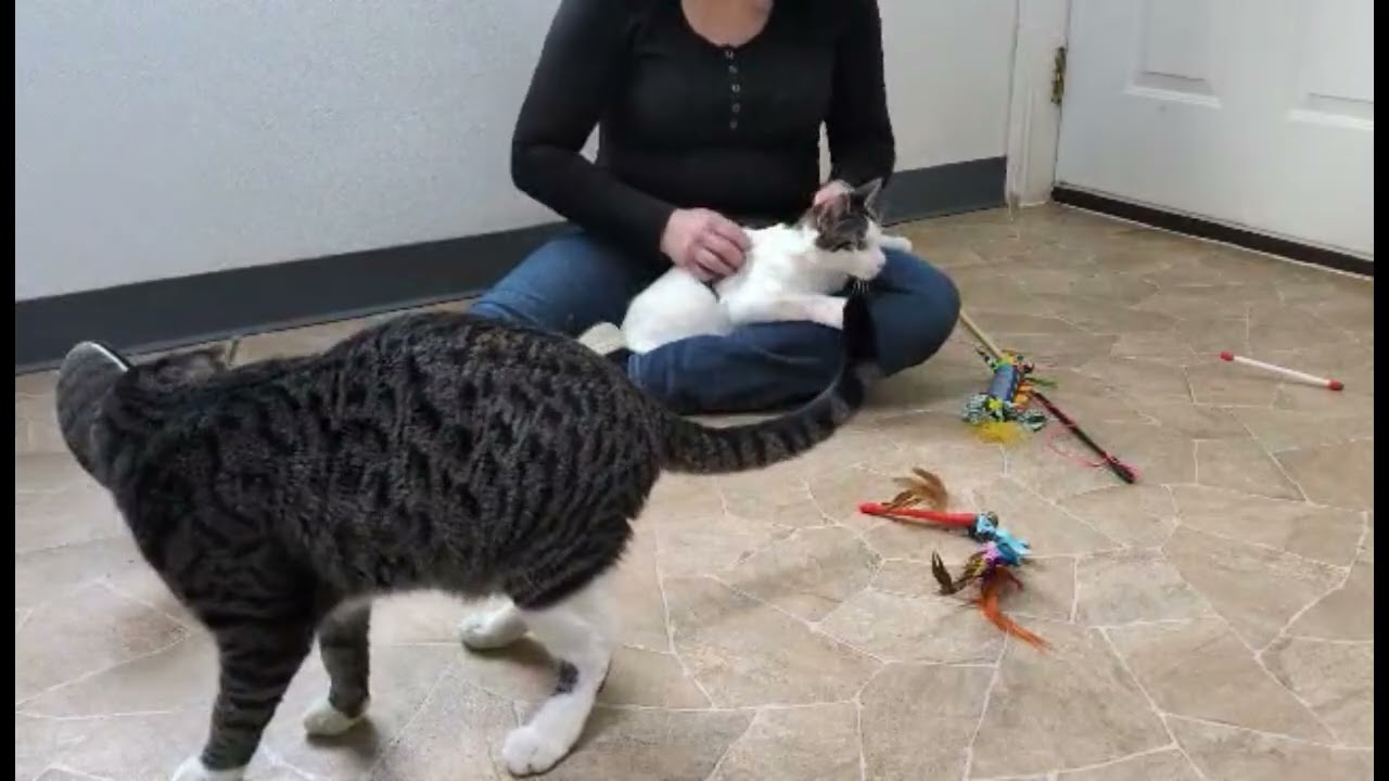 Enlarge Fritos, an adopted mixed breed in Republic, WA video 6/6