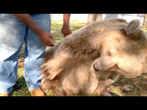 L'orsa riconosce l'uomo dopo tanto tempo. La sua reazione fa sciogliere il cuore a tutti!