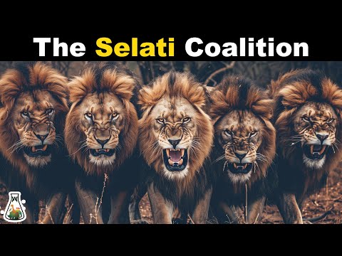 Selati Lion Coalition - The Nightmare of Mapogo Lions