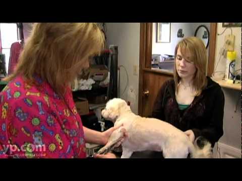 download lagu mp3 mp4 Bow Wow Dog Boutique, download lagu Bow Wow Dog Boutique gratis, unduh video klip Bow Wow Dog Boutique