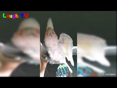 TRY NOT TO LAUGH Birds Videos -  Funny Parrots Going Crazy Compilation_HD