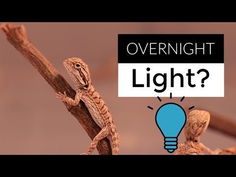 YouTube video about: Are red lights bad for bearded dragons?