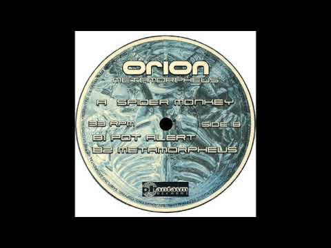 Orion - Spider Monkey