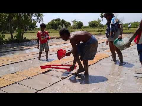 இயந்திரம் மூலம் நடுவதற்கு விதைநெல் நாற்று விடப்படுகிறது