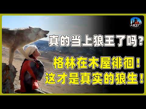 真的当上狼王了吗？格林一直再木屋周围徘徊！这才是真实的狼生！#重返狼群 #李微漪 #马未都#许子东#尹烨#圆桌派 #圆桌派第八季 #格林