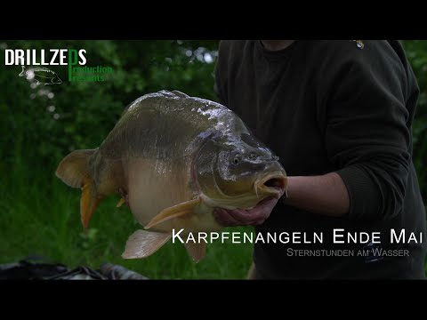 Drillzeps | Karpfenangeln Ende Mai | Sternstunden am Wasser