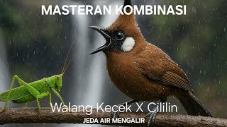 Download lagu Masteran kombinasi Walang Kecek Sambung Cililin jeda air mengalir mp3 Download lagu Masteran kombinasi Walang Kecek Sambung Cililin jeda air mengalir mp3