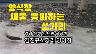 양식장 새물 좋아하는 쏘가리들