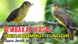 Download lagu Suara Burung Brinji Rambut Tunggir Masteran Terbaru 2026 | Besetan Kasar mp3