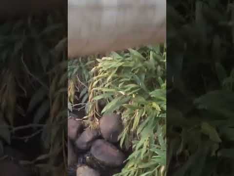 Buenopolis MG #musica #caminhoparaumavidamelhor