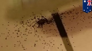 Spider explodes and hundreds of babies spread across Australian man's floor