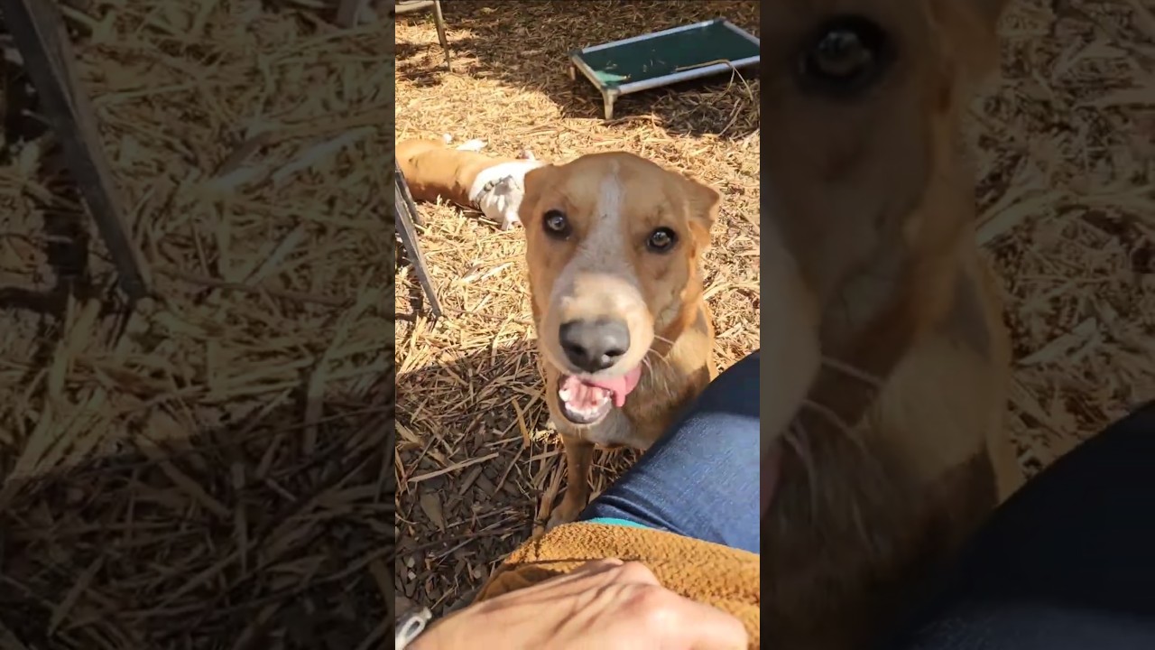 Ember, a ADOPTABLE mixed breed in Junction City, OR video 6/6