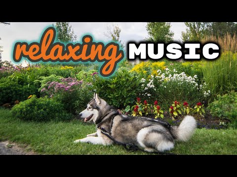 10 Hours Of Relaxing Music | Dog Calming Music | meditation music | Cypher Malamute Husky