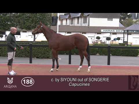 2020 October Yearling Sale - Lot 188 c. SIYOUNI x SONGERIE