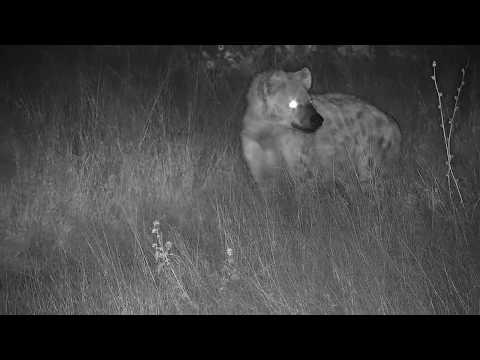 Djuma: Hyena near cam calling and others in distance - 23:57 - 05/27/20