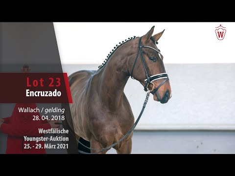 Westf. Youngster-Auktion 25.- 29. März 2021 Lot 23 Encruzado Wallach v. Erdinger - Dr.Doolittle