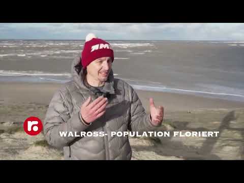 WALROSS  POPULATION FLORIERT