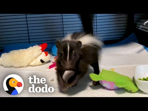 Baby Skunk Does The Cutest Stomps | The Dodo Little But Fierce
