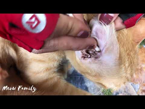 Cat's Ears Wax Removal first time in her life | Super Stuffy Ears Wax