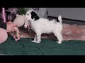 Miniature Poodle dogs for sale: Brianna - Video 1