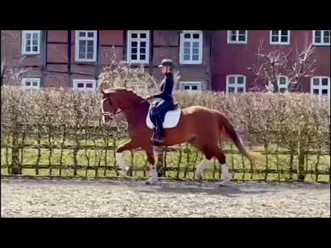 Benicio - Lazio Wallach, geb.  2017