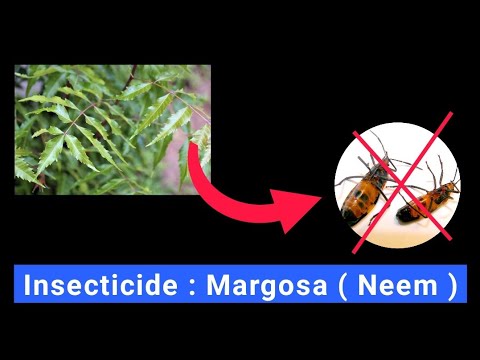 Insecticide Margosa ( Neem ) | General Agriculture