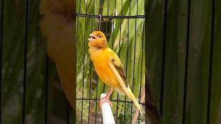 Download lagu Kenari gacor emosi #kenari #kenarigacor #canary #canarias #canario #birds #shorts #shorts mp3 Download lagu Kenari gacor emosi #kenari #kenarigacor #canary #canarias #canario #birds #shorts #shorts mp3