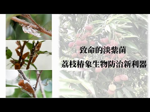 致命的淡紫菌-荔枝椿象生物防治新利器