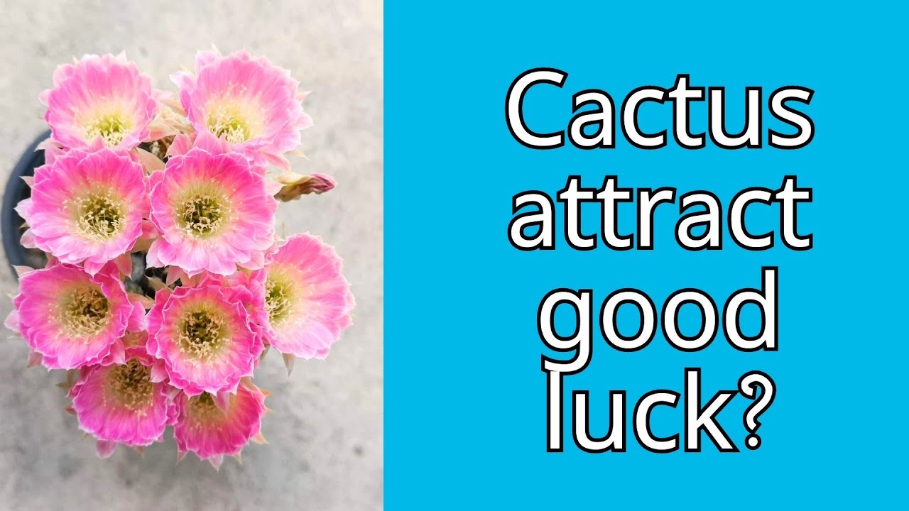 Where to place cacti according to Fengshui | Correct place to keep cactus to attract Good luck