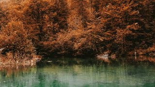 What is an Ecosystem