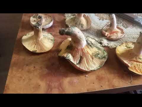 KAKO RAZLIKOVATI NEJESTIVE I JESTIVE RUJNICE??!! 