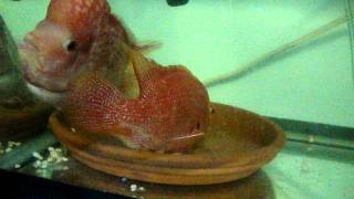 fader pair with eggs