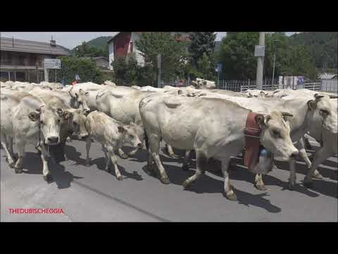 TRANSUMANZA SPETTACOLARE DELLA VALLE VERMENAGNA IN TRANSITO A ROBILANTE (CN) SAB. 9 - 7 - 2022.