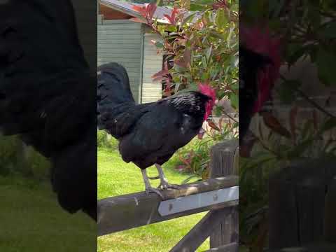 Good morning crow from Roof our rooster on the gate #rooftherooster #morningcrow