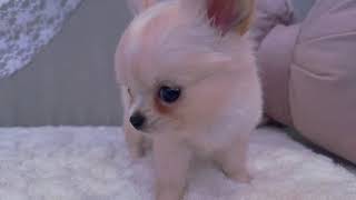 チワワ(ロング)の動画01