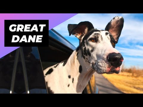 Great Dane 🐶 The Perfect Netflix Buddy!