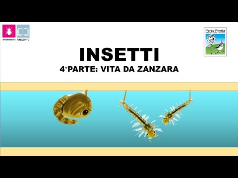 Gli insetti - 4° parte. Una vita da zanzara