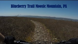 Blueberry Trail - Moosic Mountain, PA