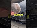 CarPro vs. month old bug guts!