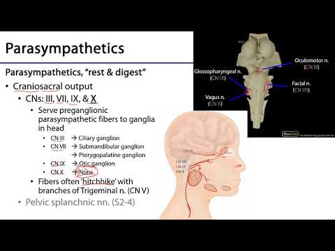 Larynx and Pharynx LO - Sympathetics of the Head and Neck