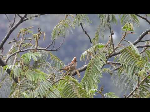 Juhina bielotylová (Yuhina bakeri) — spev a hlas v prírode