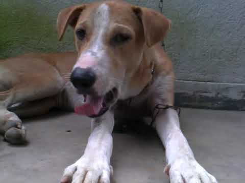 My Dog II INDIAN DOG II