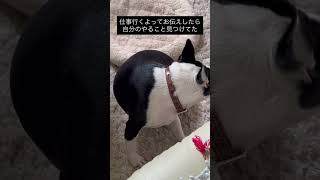 自分から仕事見つけるタイプの犬【お仕事行くよシリーズ】 #ボストンテリア