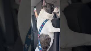 姿勢が良いワンコ🐶 #フレンチブルドッグ #vlog #フレブル  #frenchie #shorts 　　　　　　　"The dog has good posture."