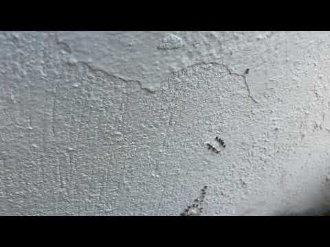 Little Black Ants Love Our Gel Bait in Old Bridge, NJ