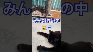 【子猫と黒猫】ぐっすり眠るジジとテト…キキもお昼寝中🐈💤💕 #可愛い子猫 #ペットのいる暮らし #猫動画