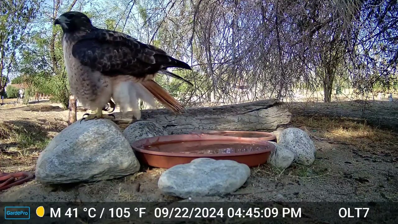 S2E25: A Red-tailed Hawk Visits The Water Saucer On A Warm Fall Equinox