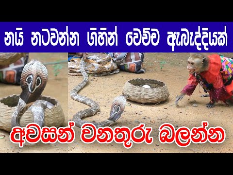 Sri Lankan Snakes & Toque macaque Fight | KMJ TV